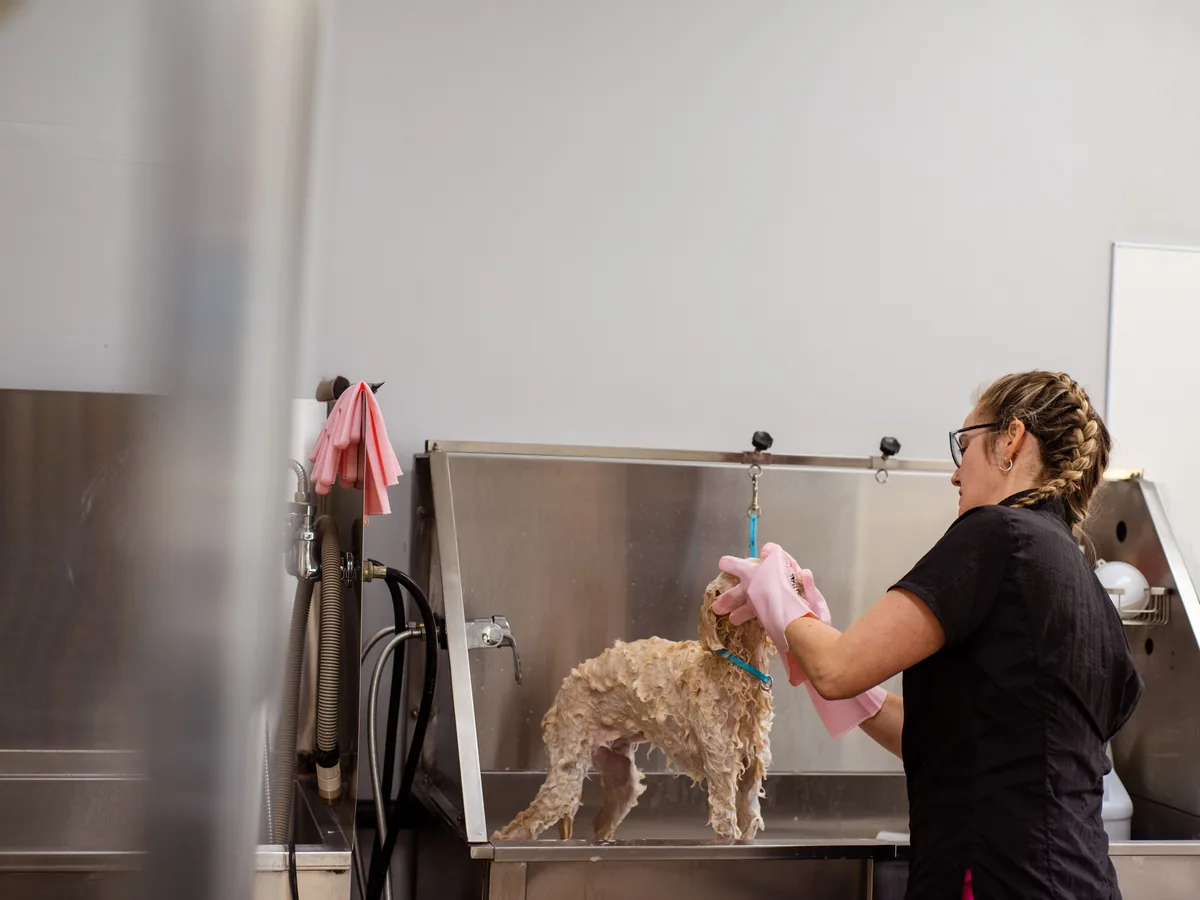Profissional realizando banho cuidadoso em cachorro no pet shop