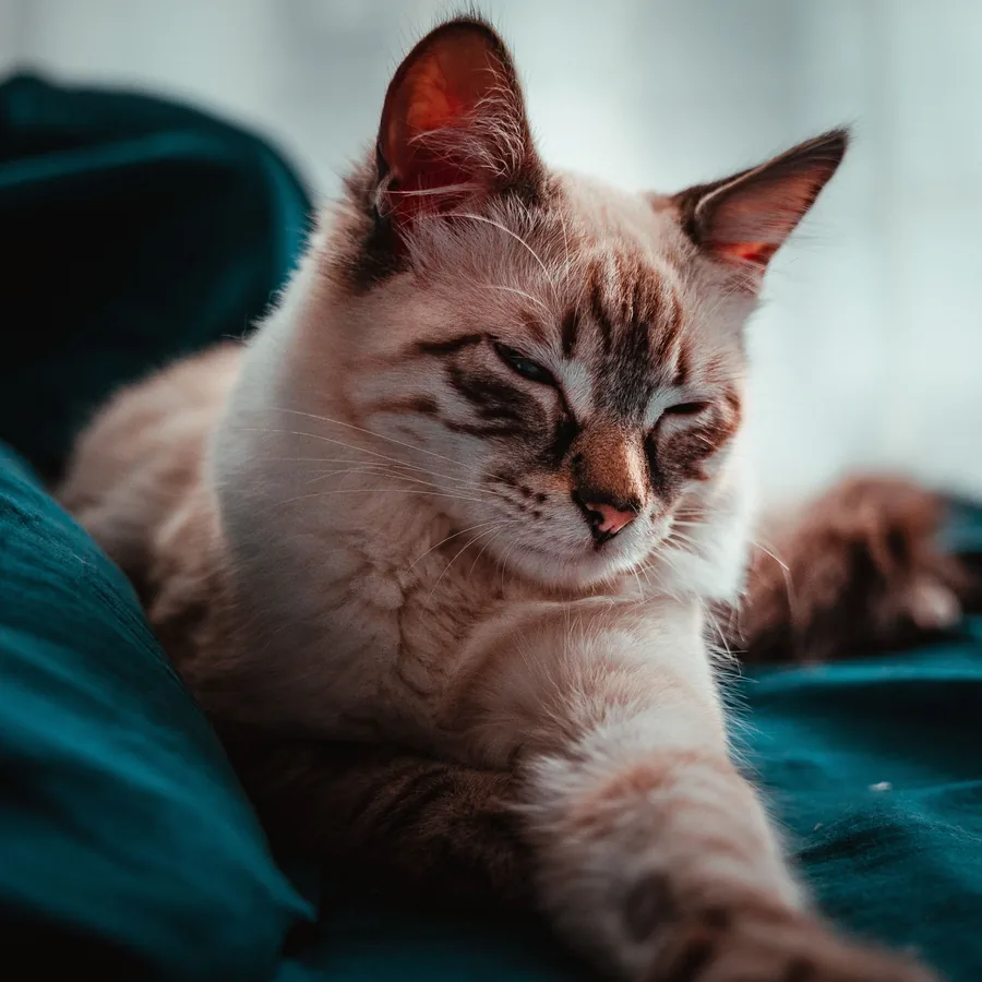 Gato tranquilo descansando em ambiente confortável
