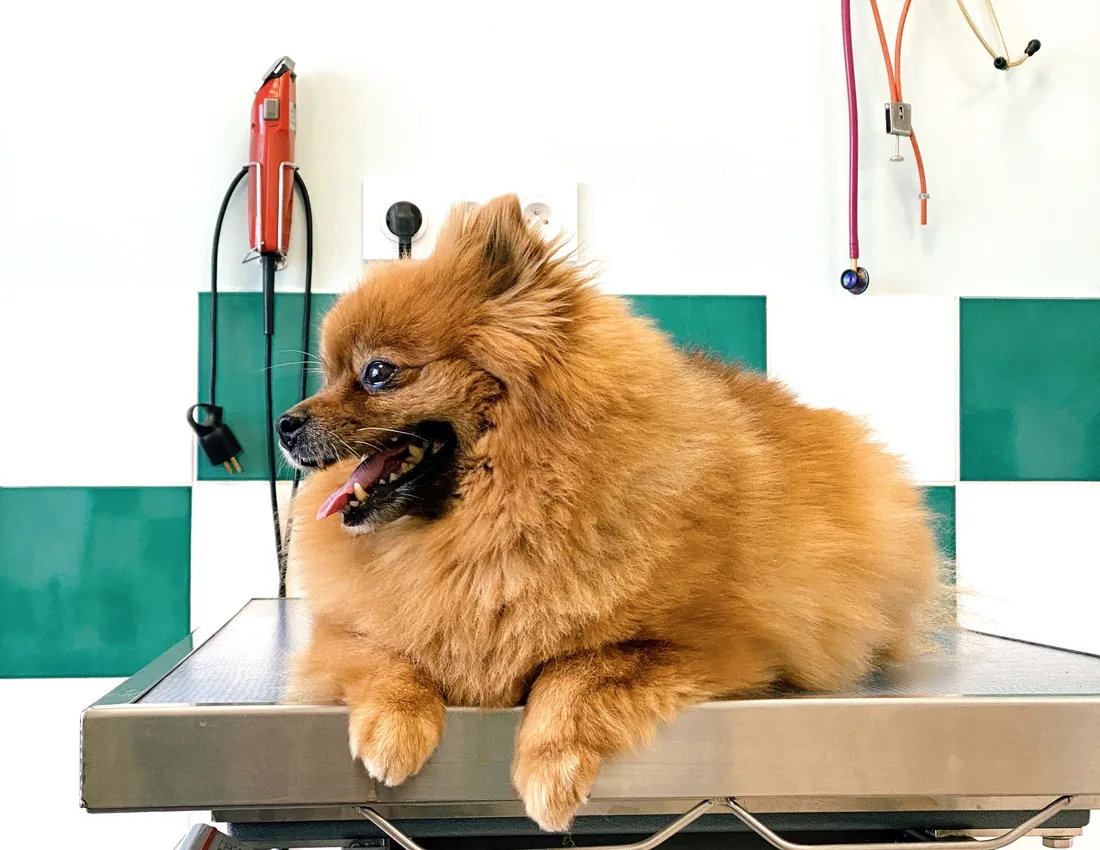 Cachorro alegre em mesa de atendimento após os cuidados