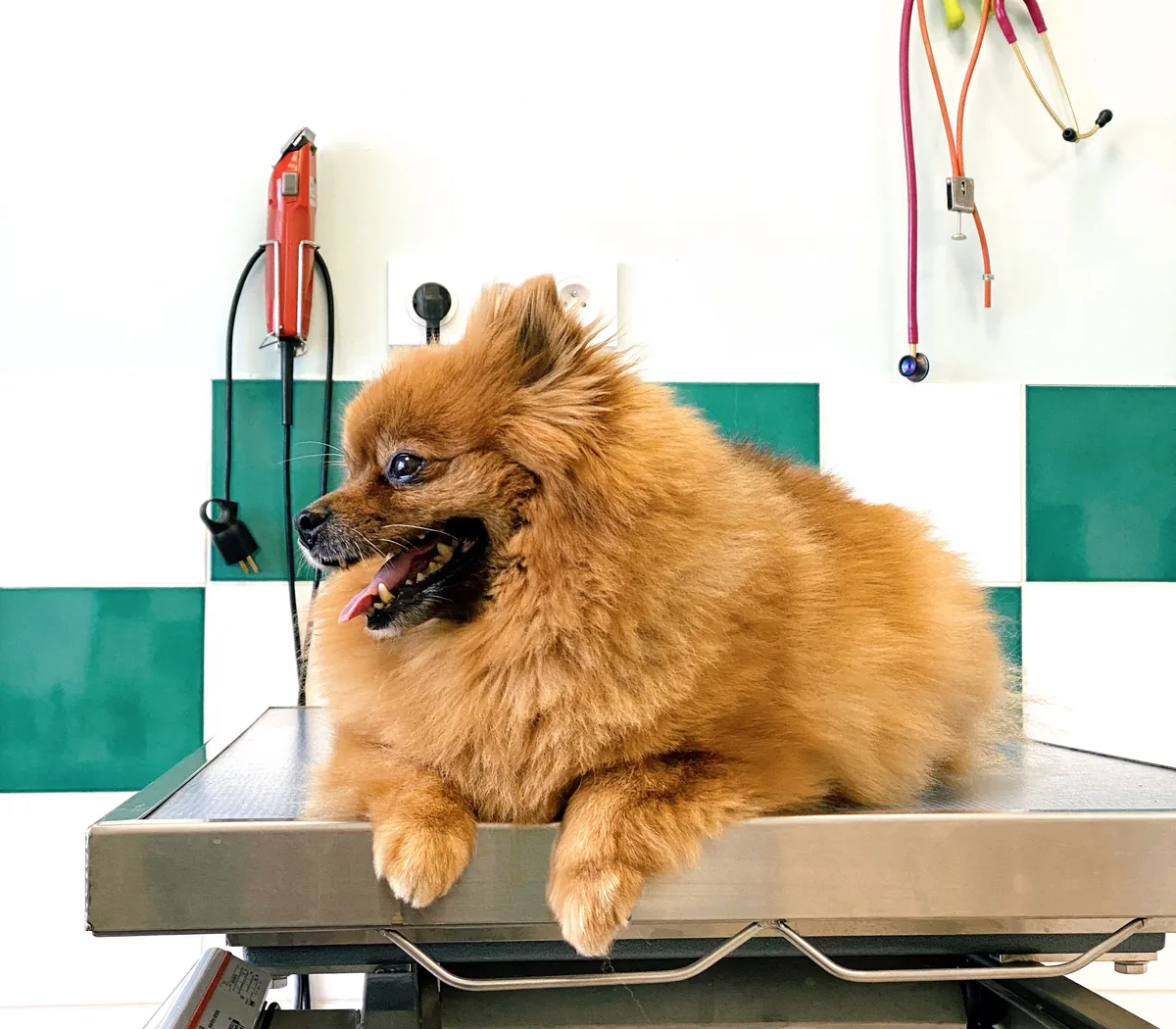 Cachorro feliz em ambiente profissional de cuidados pet