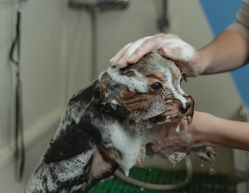 Cachorro recebendo banho com espuma em ambiente profissional