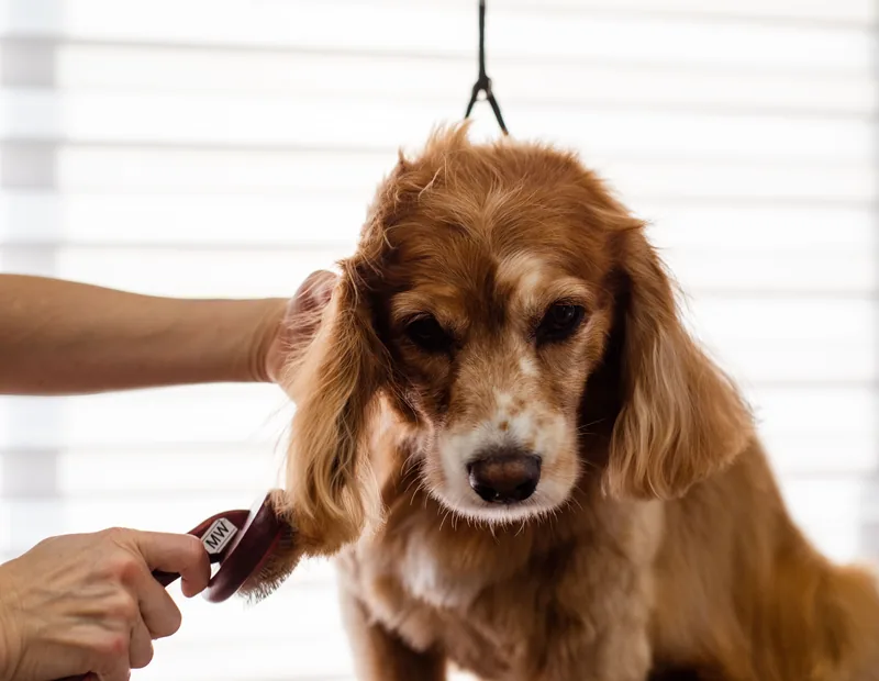 Profissional escovando cuidadosamente a pelagem de um cachorro