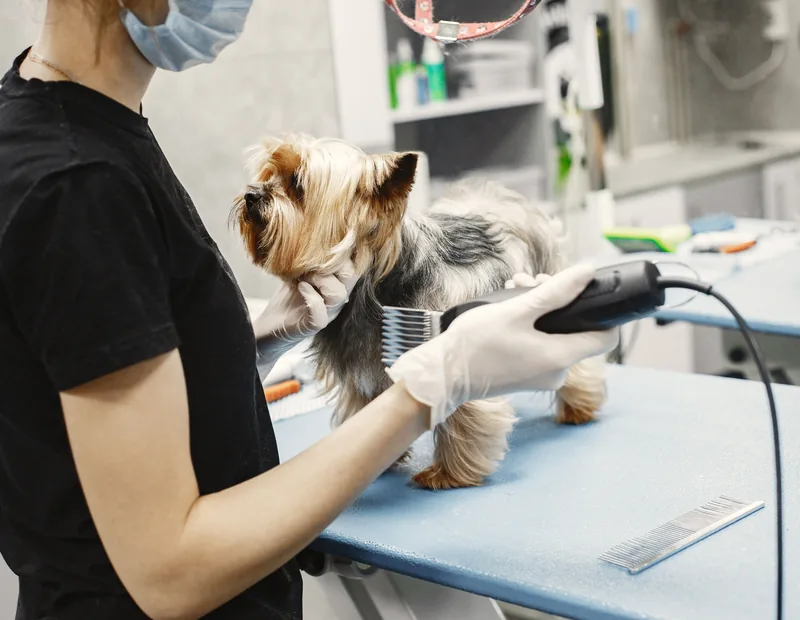 Profissional realizando tosa em cachorro com equipamento adequado